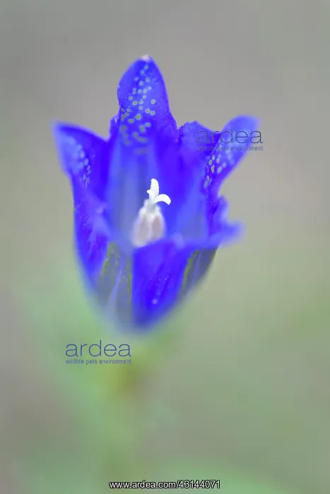 : Marsh Gentian : Marsh Gentian