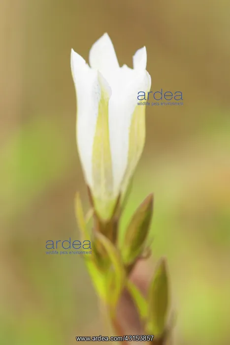 : Marsh Gentian : Marsh Gentian