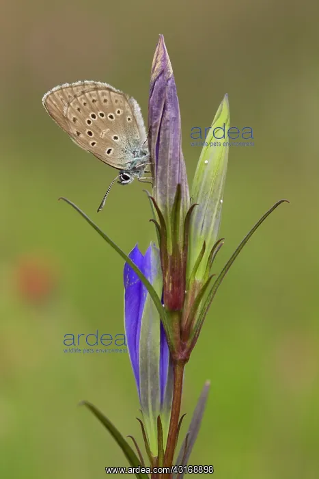 : Marsh Gentian : Marsh Gentian