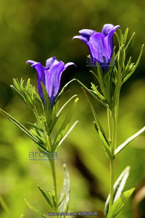 : Marsh Gentian - An autumn-flowering species. Uncommon in UK : Marsh Gentian - An autumn-flowering species. Uncommon in UK