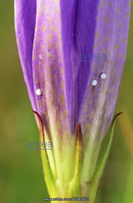: Marsh Gentian with eggs of Alcon Blue Butterfly : Marsh Gentian with eggs of Alcon Blue Butterfly