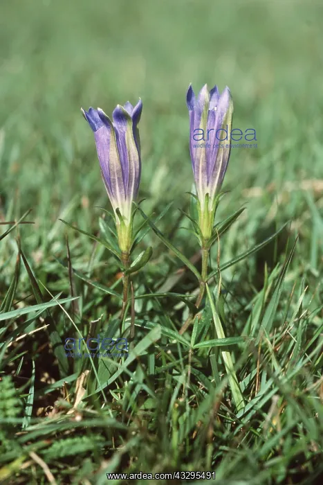 : MARSH GENTIAN - flower close-up : MARSH GENTIAN - flower close-up