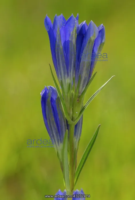 : Marsh Gentian, Gentiana pneumonanthe, in flower : Marsh Gentian, Gentiana pneumonanthe, in flower
