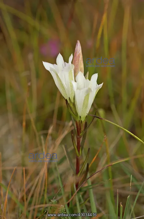 : Marsh Gentian White form Studland, Dorset, UK : Marsh Gentian White form Studland, Dorset, UK