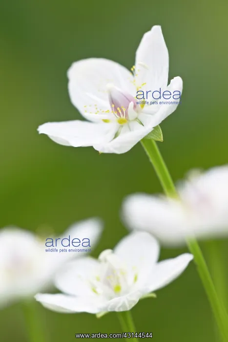: Marsh Grass-of-Parnassus : Marsh Grass-of-Parnassus