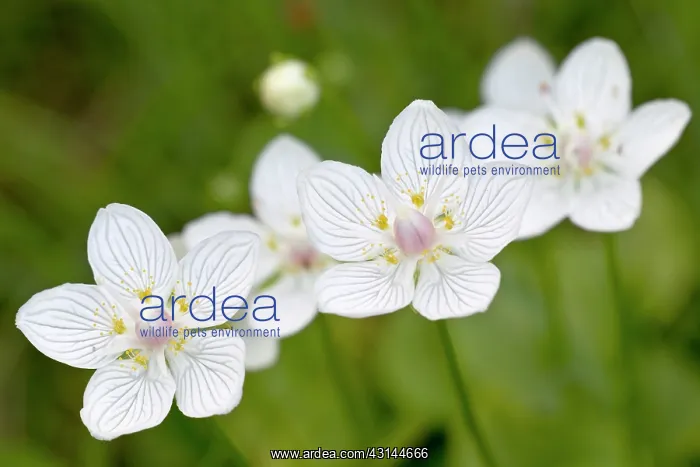 : Marsh Grass-of-Parnassus : Marsh Grass-of-Parnassus