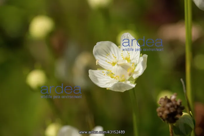 : Marsh Grass-of-Parnassus : Marsh Grass-of-Parnassus
