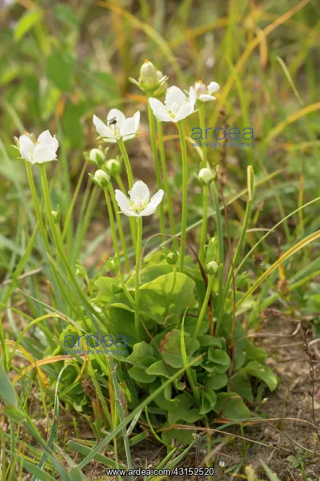: Marsh Grass-of-Parnassus : Marsh Grass-of-Parnassus