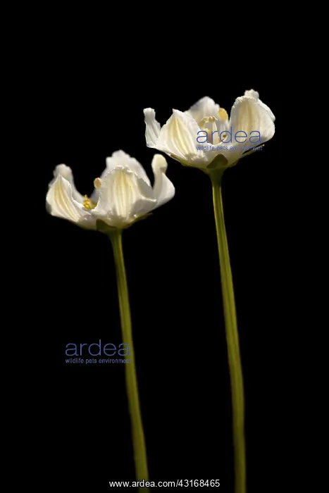 : Marsh Grass-of-Parnassus : Marsh Grass-of-Parnassus