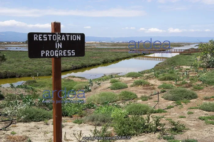 : Marsh Habitat Restoration : Marsh Habitat Restoration