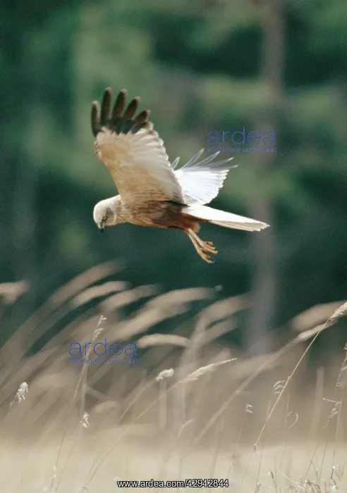  : Marsh Harrier