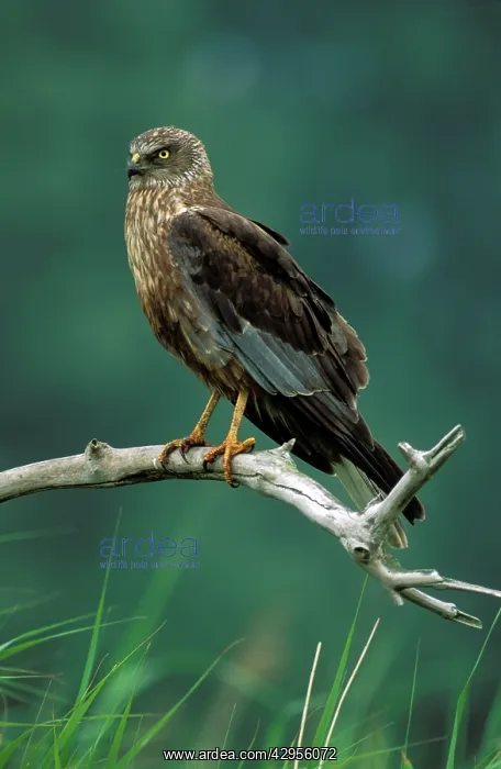  : Marsh Harrier
