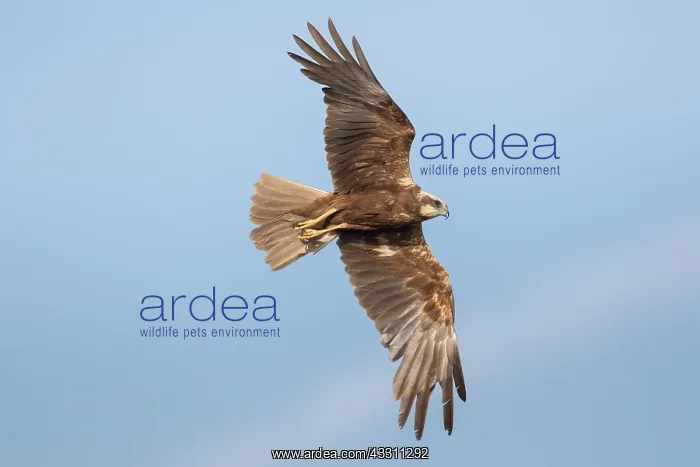  : Marsh Harrier - adult female in flight - Germany
