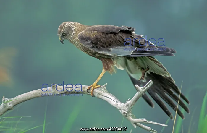 : Marsh Harrier - Adult male on branch : Marsh Harrier - Adult male on branch