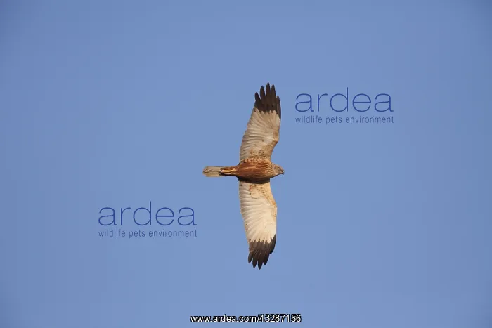 : Marsh Harrier - adult male in flight - Germany : Marsh Harrier - adult male in flight - Germany