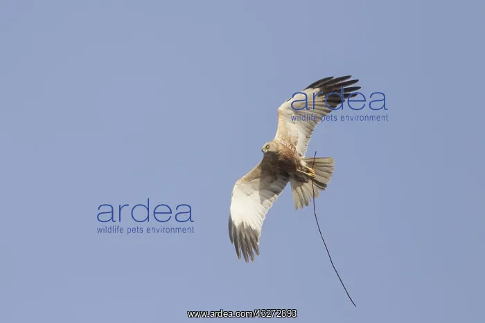: Marsh Harrier - adult male in flight with nesting : Marsh Harrier - adult male in flight with nesting