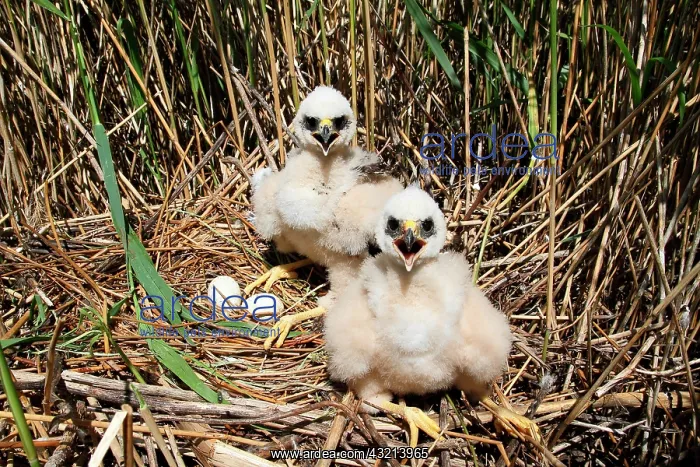 : Marsh harrier (Circus aeruginosus) chicks nesting : Marsh harrier (Circus aeruginosus) chicks nesting