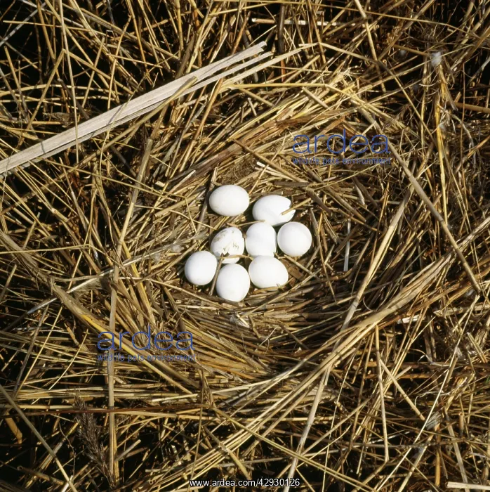 : Marsh Harrier - eggs in nest : Marsh Harrier - eggs in nest