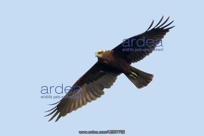 : Marsh harrier - female in flight : Marsh harrier - female in flight