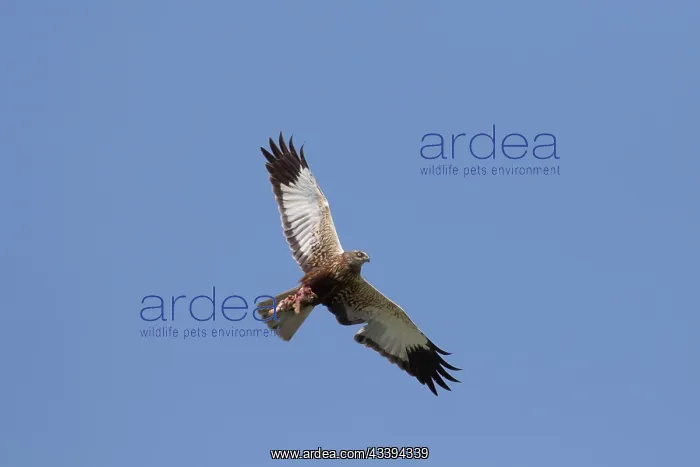 : Marsh Harrier female flight : Marsh Harrier female flight