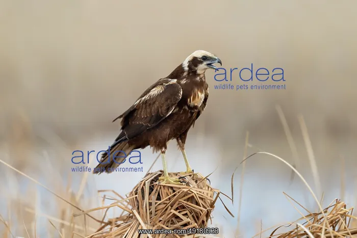  : Marsh Harrier - Female - UK