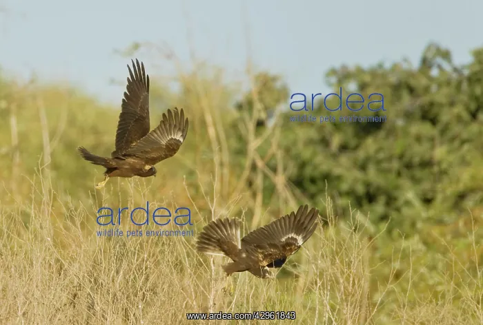: Marsh Harrier - In flight : Marsh Harrier - In flight