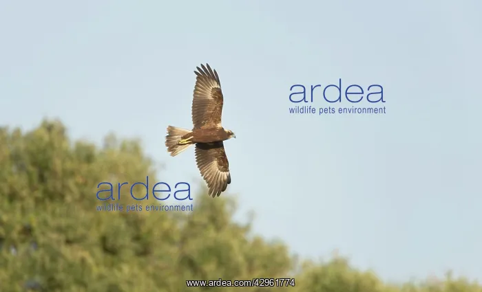 : Marsh Harrier - In flight hunting : Marsh Harrier - In flight hunting