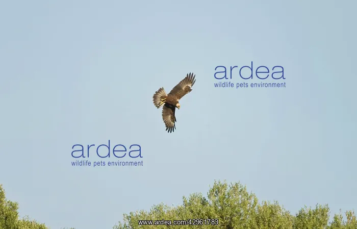 : Marsh Harrier - In flight hunting : Marsh Harrier - In flight hunting