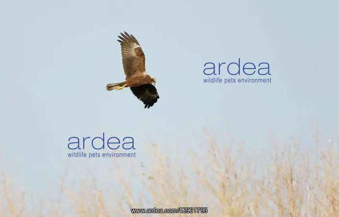  : Marsh Harrier - In flight hunting