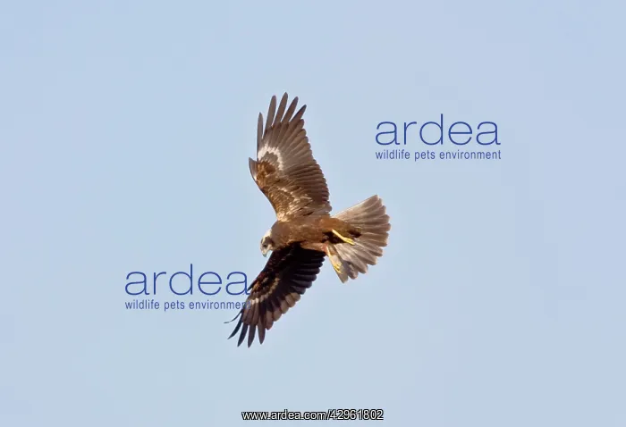 : Marsh Harrier - In flight hunting : Marsh Harrier - In flight hunting
