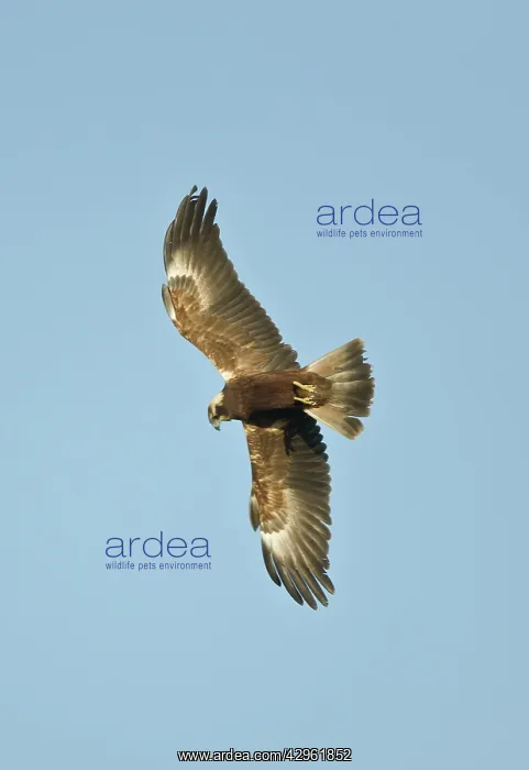 : Marsh Harrier - In flight hunting : Marsh Harrier - In flight hunting