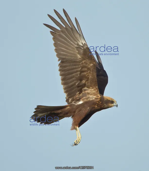: Marsh Harrier - in flight hunting for food - April : Marsh Harrier - in flight hunting for food - April