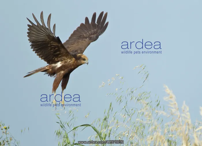  : Marsh Harrier - in flight hunting for food - April