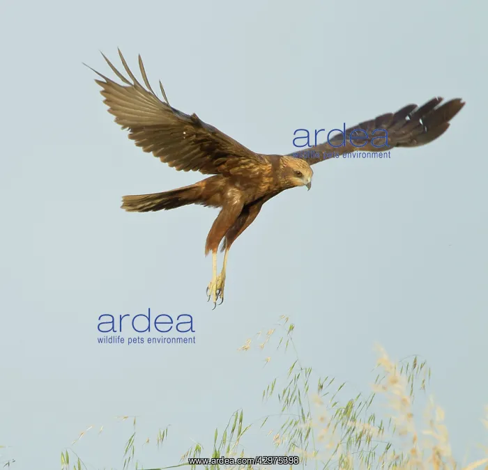 : Marsh Harrier - in flight hunting for food - April : Marsh Harrier - in flight hunting for food - April