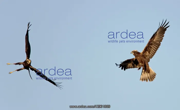 : Marsh Harrier - In flight play-fighting : Marsh Harrier - In flight play-fighting