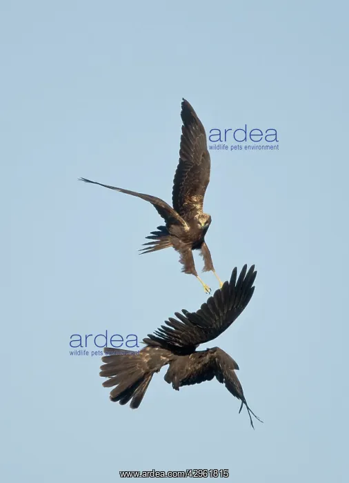 : Marsh Harrier - In flight play-fighting : Marsh Harrier - In flight play-fighting