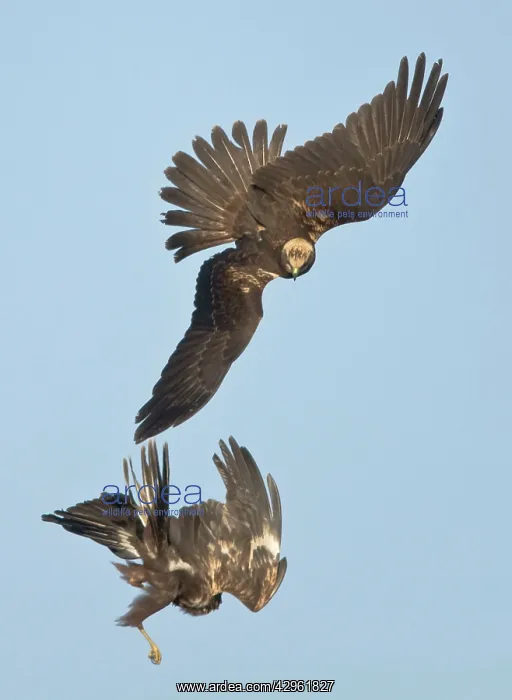 : Marsh Harrier - In flight play-fighting : Marsh Harrier - In flight play-fighting