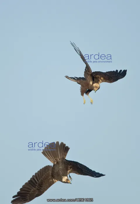 : Marsh Harrier - In flight play-fighting : Marsh Harrier - In flight play-fighting