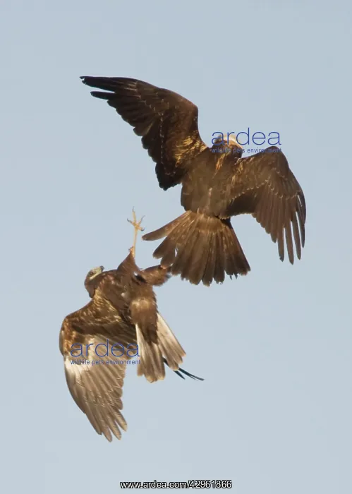 : Marsh Harrier - In flight play-fighting : Marsh Harrier - In flight play-fighting