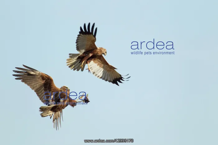 : Marsh Harrier - food pass : Marsh Harrier - food pass