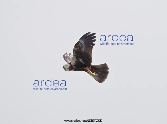 : Marsh Harrier - hunting over fields : Marsh Harrier - hunting over fields