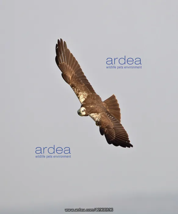 : Marsh Harrier - hunting over fields : Marsh Harrier - hunting over fields