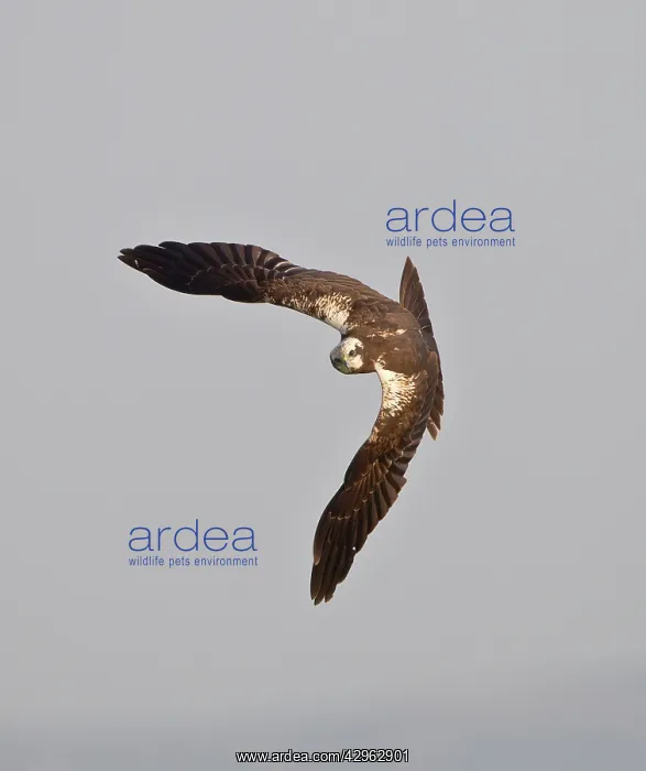 : Marsh Harrier - hunting over fields : Marsh Harrier - hunting over fields