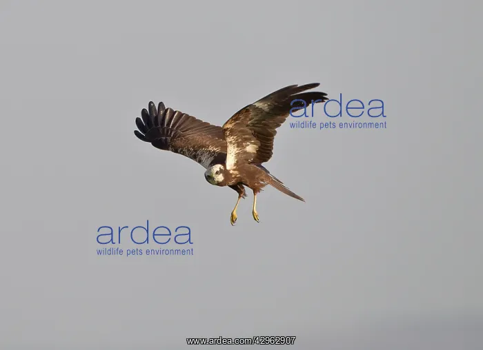 : Marsh Harrier - hunting over fields : Marsh Harrier - hunting over fields