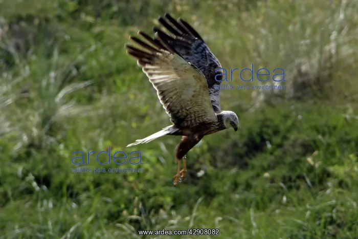 : Marsh Harrier - Immature bird in flight, hunting : Marsh Harrier - Immature bird in flight, hunting