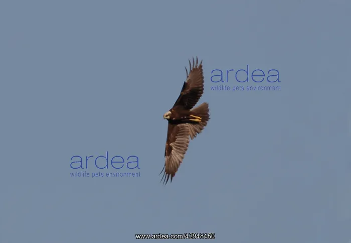 : Marsh Harrier - Juvenile in flight : Marsh Harrier - Juvenile in flight