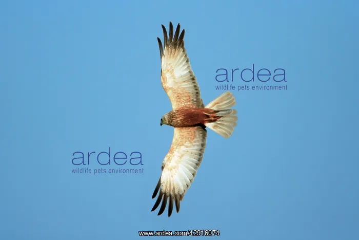  : Marsh Harrier - male in flight