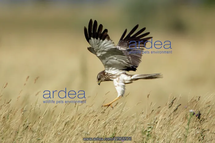 : Marsh Harrier - Male in flight, diving on prey : Marsh Harrier - Male in flight, diving on prey