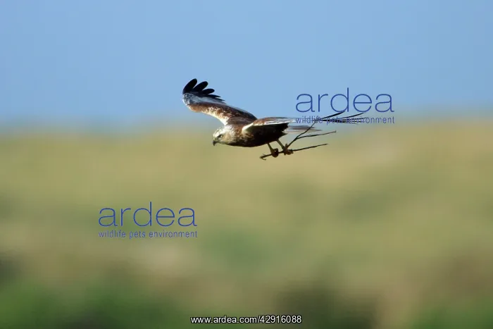 : Marsh Harrier - male in flight, with nest material in talons : Marsh Harrier - male in flight, with nest material in talons