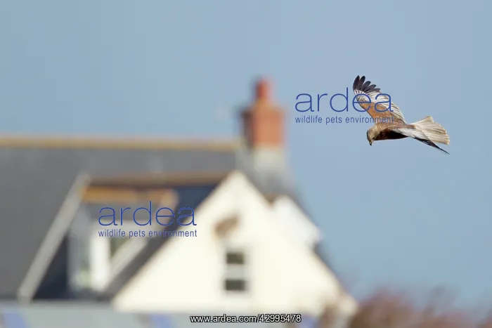 : Marsh Harrier - male with house in background : Marsh Harrier - male with house in background